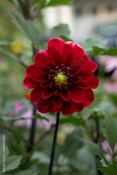 Obraz Red Dahlia