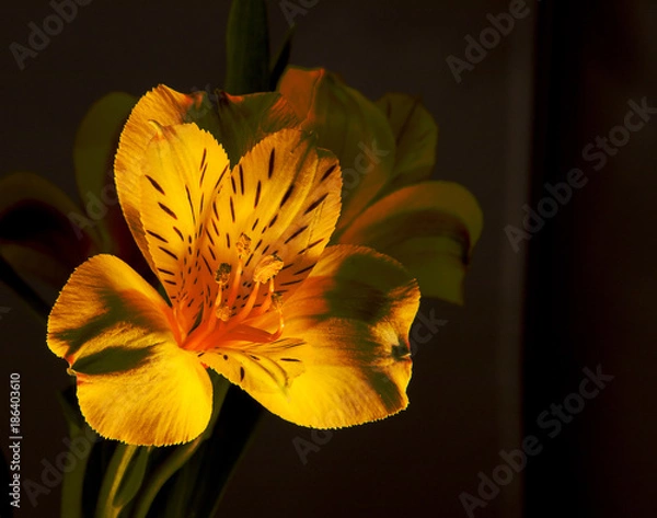 Obraz Seeking the Light