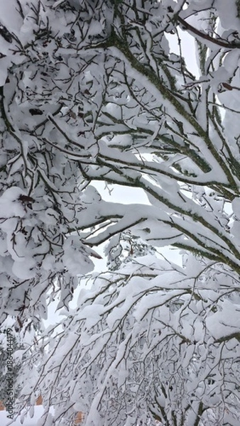 Obraz snow covered trees