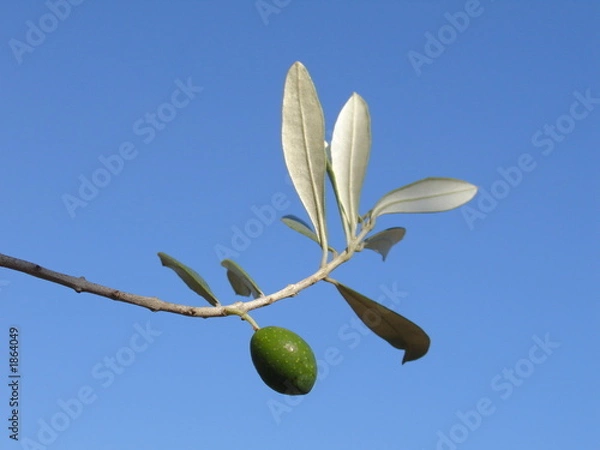 Obraz une olive au soleil