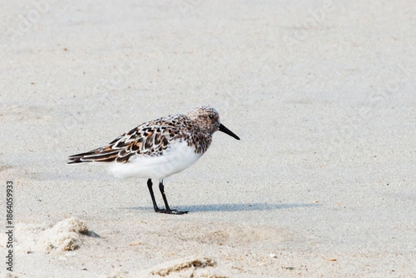 Obraz Sanderling, Calidris alba, relaxing on the sand