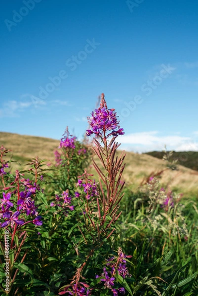 Obraz flowers on the hill