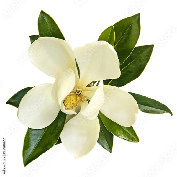 Fototapeta Magnolia Flower Top View Isolated on White