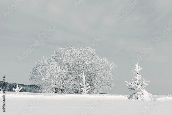Obraz snow covered trees