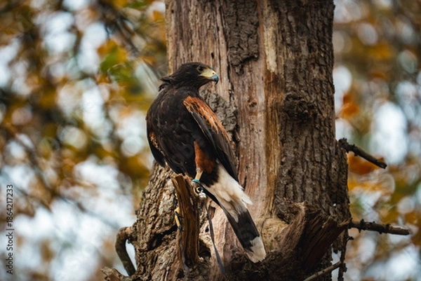 Obraz harris hawk perched on tree