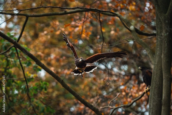 Obraz harris hawk in flight