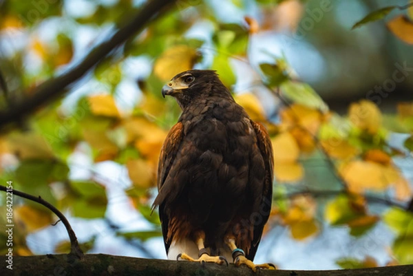 Obraz harris hawk perched on branch
