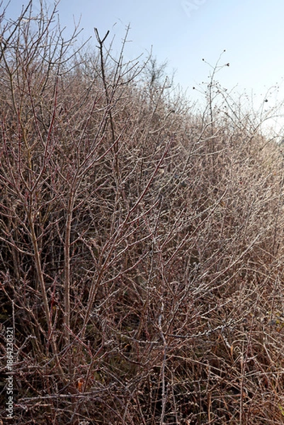 Obraz arbustes couverts de givre