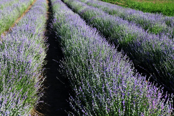 Obraz lavender field with tree with cloudy sky