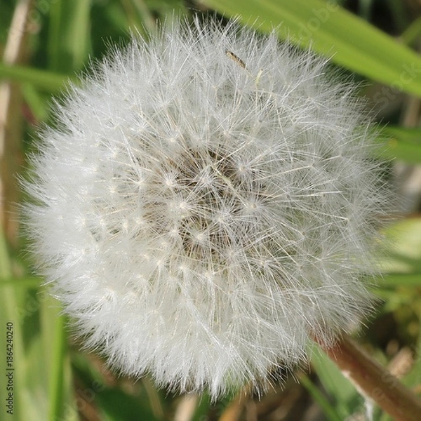 Obraz Pissenlit graine