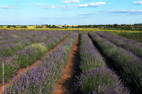 Obraz lavender field with tree with cloudy sky