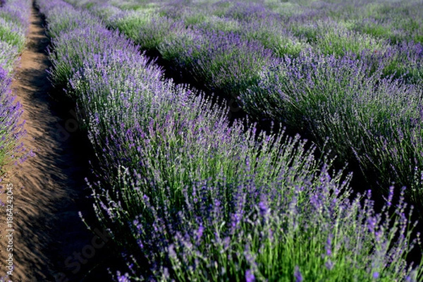 Obraz lavender field with tree with cloudy sky