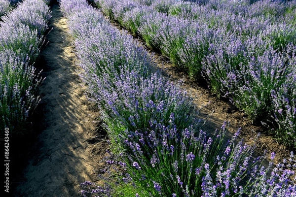 Obraz lavender field with tree with cloudy sky