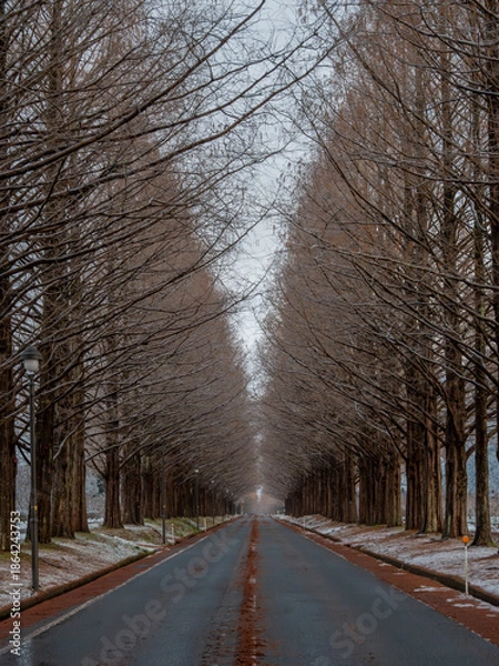 Obraz マキノ高原 メタセコイア並木