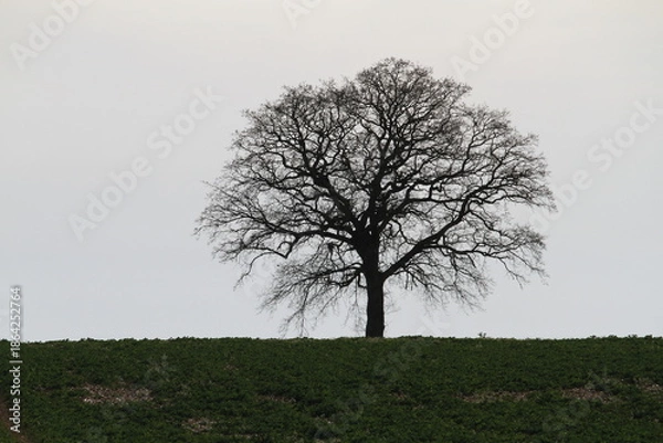 Obraz Chêne solitaire