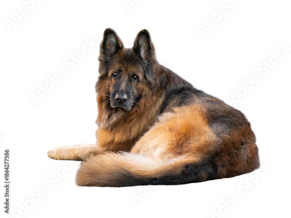 Obraz  old german shepherd isolated on white background