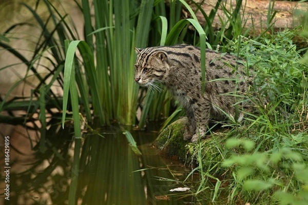 Fototapeta Beautiful and elusive fishing cat in the nature habitat near water. Endangered species of cats living in captivity. Kind of small cats. Prionailurus viverrinus.