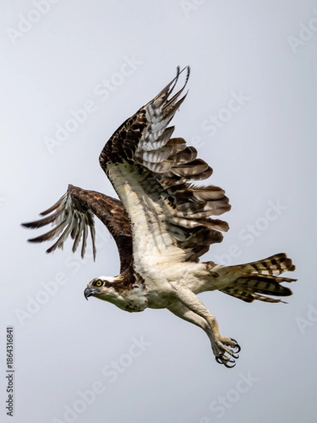 Fototapeta Flying predator