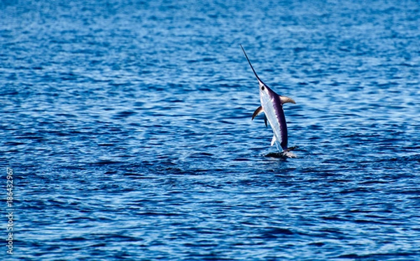 Fototapeta Swordfish to the surface of the sea