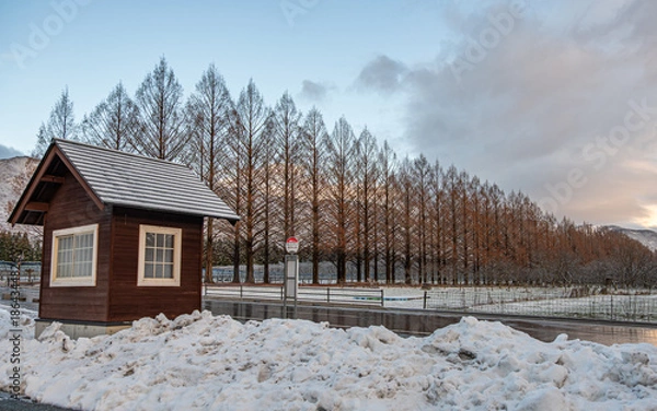 Obraz マキノ高原 メタセコイア並木