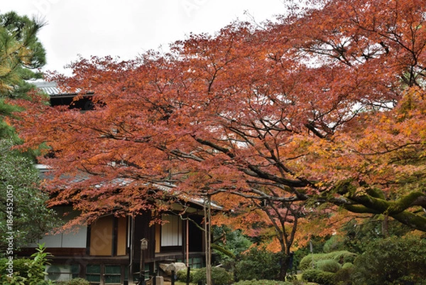 Fototapeta 青蓮院　霧島の庭のモミジ(京都市東山区)