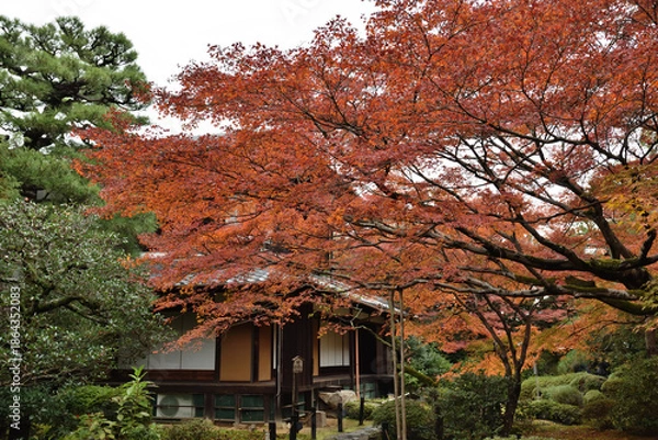 Fototapeta 青蓮院　霧島の庭のモミジ(京都市東山区)