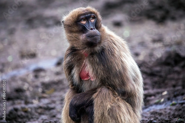 Obraz Sitting Gelada Baboon
