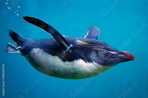Obraz Swimming Penguin