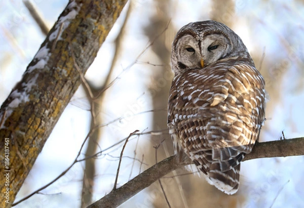 Obraz owl in forest during winter