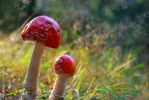 Obraz Muchomor czerwony - Amanita Muscaria