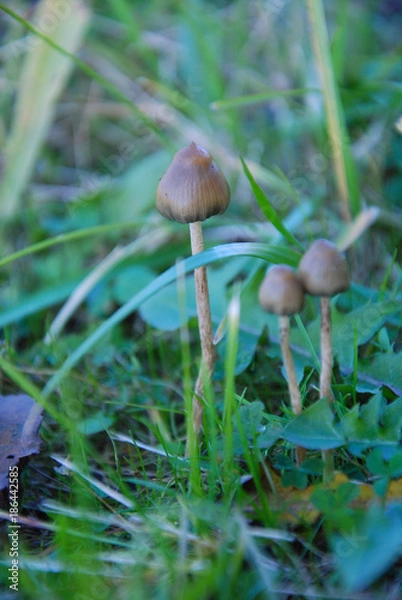 Obraz Magic Mushrooms - Psilocybe Semilanceata