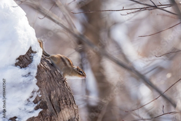 Obraz エゾシマリス 冬