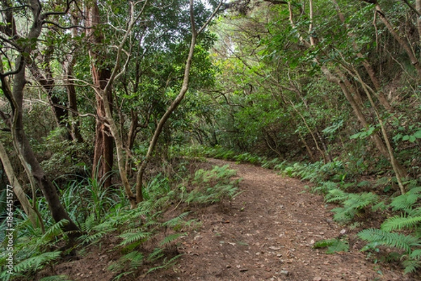 Obraz 両側が木々に挟まれたジャングルの細い道