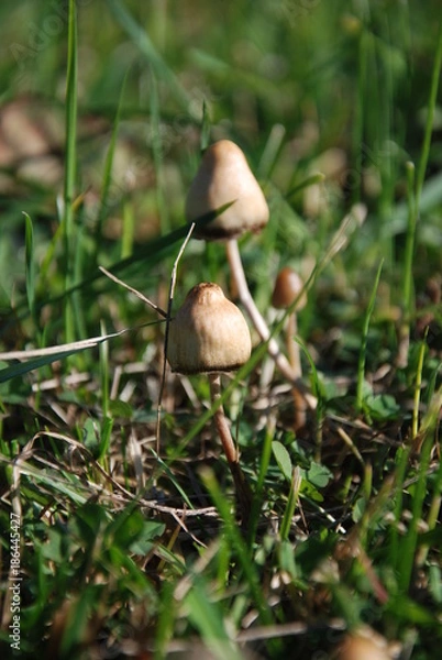Obraz Magic Mushrooms - Psilocybe Semilanceata