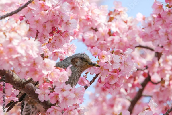 Obraz 桜の間から顔を出す野鳥