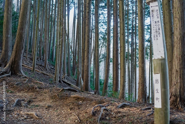 Obraz 日本：大平山／埼玉県越生町・1月