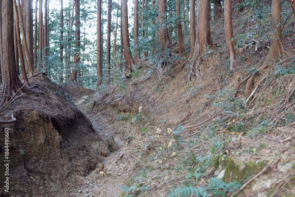 Obraz 日本：細い山道【奥武蔵】埼玉県越生町・1月