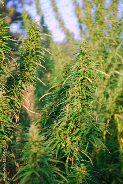 Obraz Cannabis field
