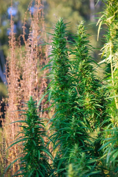 Obraz Cannabis
