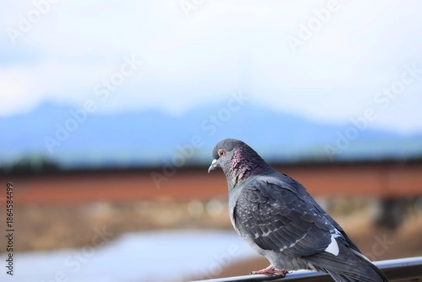 Obraz 欄干の上で休む鳩