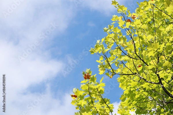 Obraz 青空とユリノキ