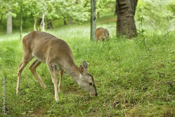 Obraz roe deer