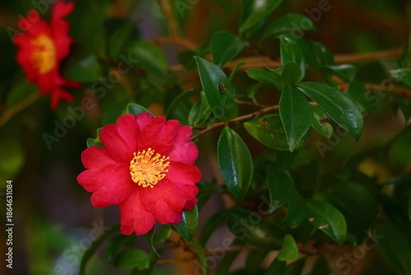 Obraz 寒さの中で咲き誇る