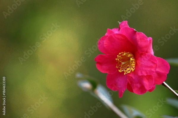 Obraz 寒さの中で咲き誇る