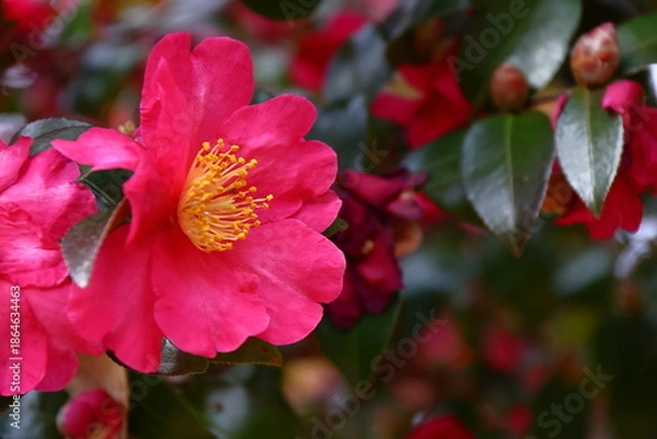 Obraz 寒さの中で咲き誇る