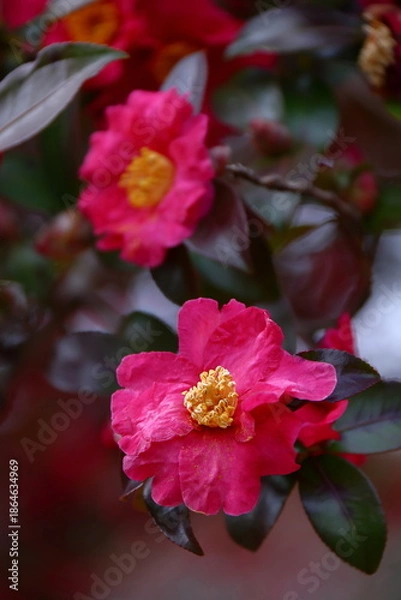 Obraz 寒さの中で咲き誇る