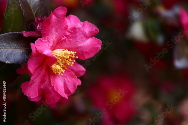 Obraz 寒さの中で咲き誇る