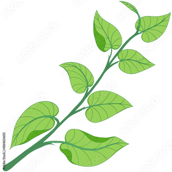 Obraz green leaves, branch tree