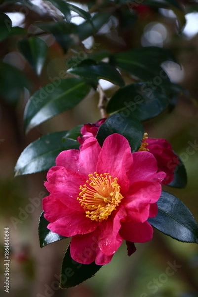 Obraz 寒さの中で咲き誇る