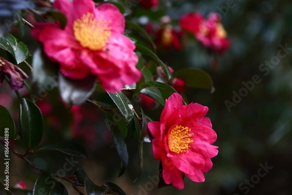 Obraz 寒さの中で咲き誇る